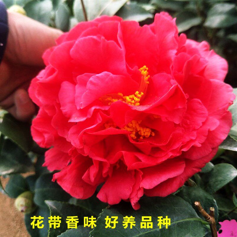 带香味盆栽克瑞墨大牡丹绿植花卉大型四季阳台室内庭院好养茶花苗