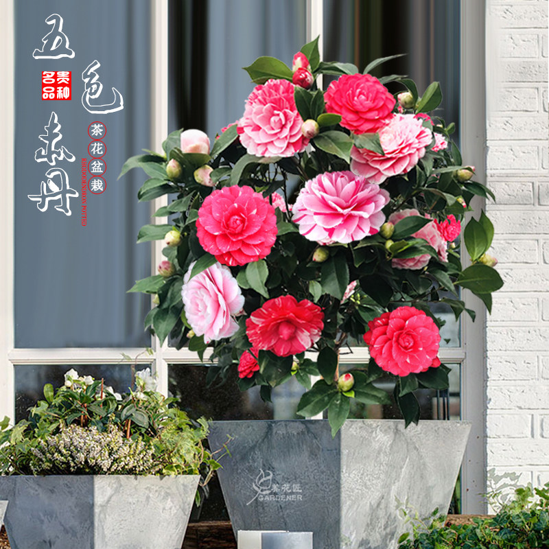 五色赤丹茶花盆栽带花苞多色品种花卉树苗室内外阳台花园好养植物