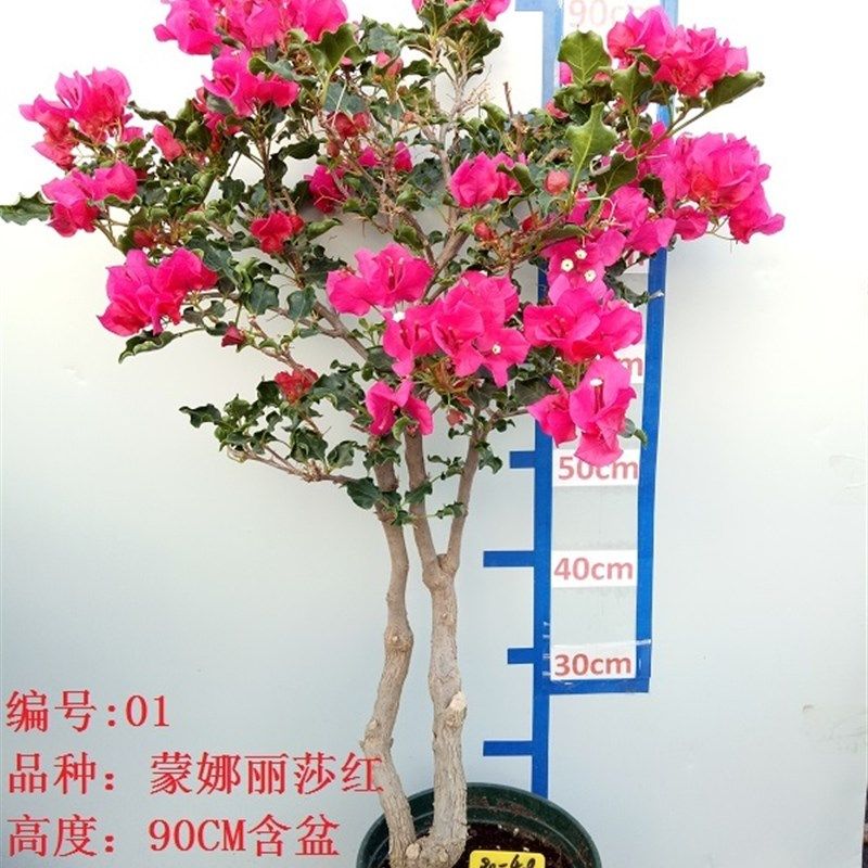 三角梅大苗老桩藤植物盆栽带花盆鲜花客厅庭院四季开花新款包邮