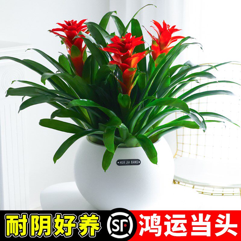 鸿运当头盆栽带花卉苗客厅室内大型绿植物凤梨乔迁送礼大盆景真花