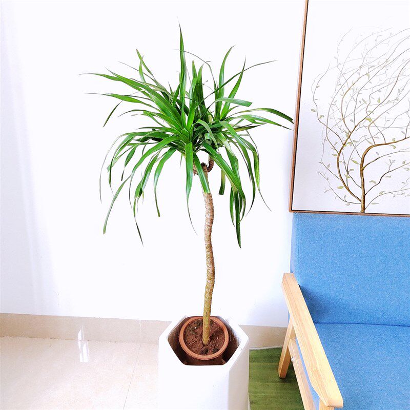 造型龙血树老桩大盆栽网红龙须树室内大型植物花卉盆景客厅绿植