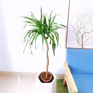 造型龙血树老桩大盆栽网红龙须树室内大型植物花卉盆景客厅绿植