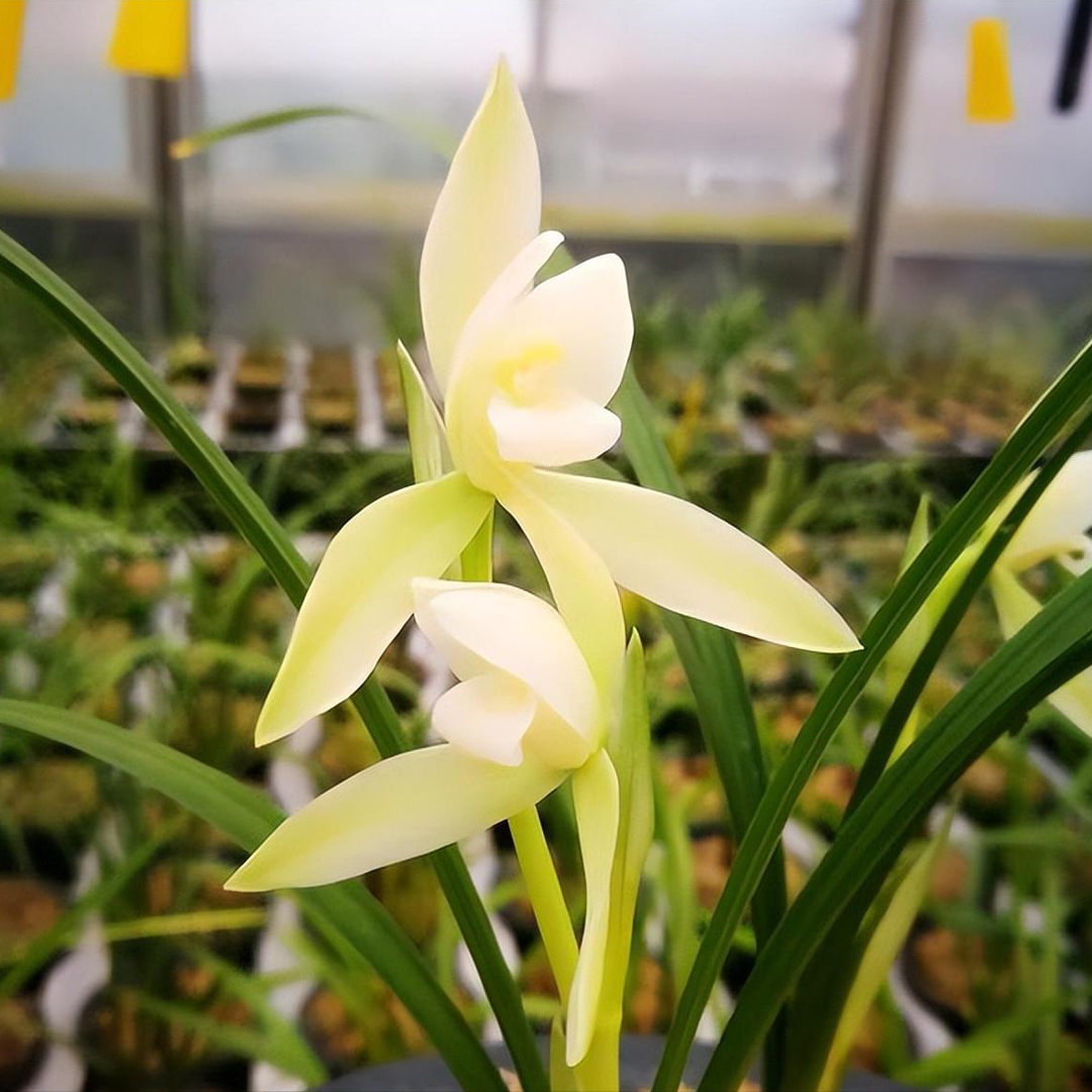 (带5杆花起)金丝素心芙蓉仙子叶艺兰浓香四季建兰花卉绿植盆栽