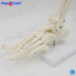 脚骨型829脚关节骨骼解剖1比1胫骨腓骨剖踝关节人具体解模教教学