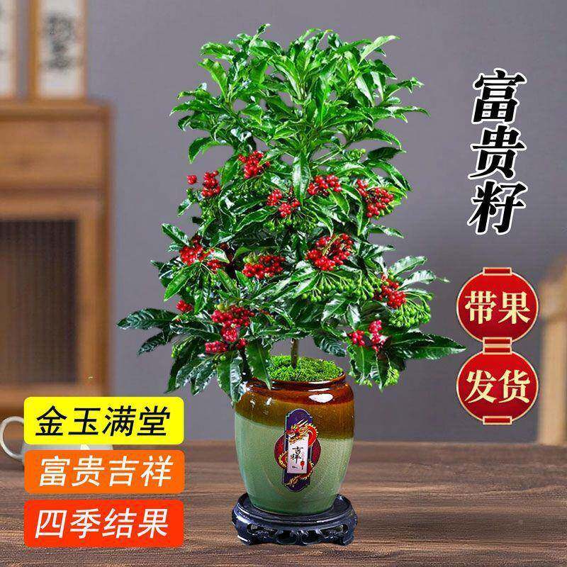 带绿果发货】植富贵籽金玉满堂室内盆栽绿耐阴中小型带果净【化空