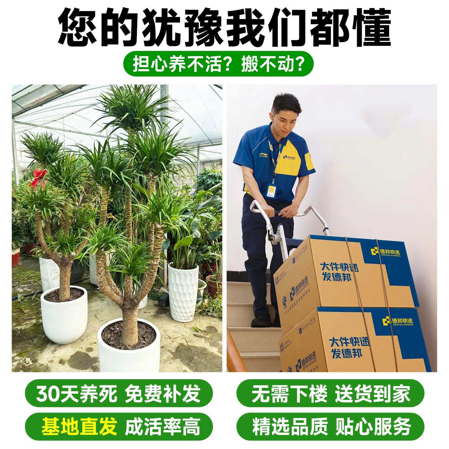 龙血树客厅绿植多头龙血树龙铁树客厅绿植室内大型龙血树盆栽植物