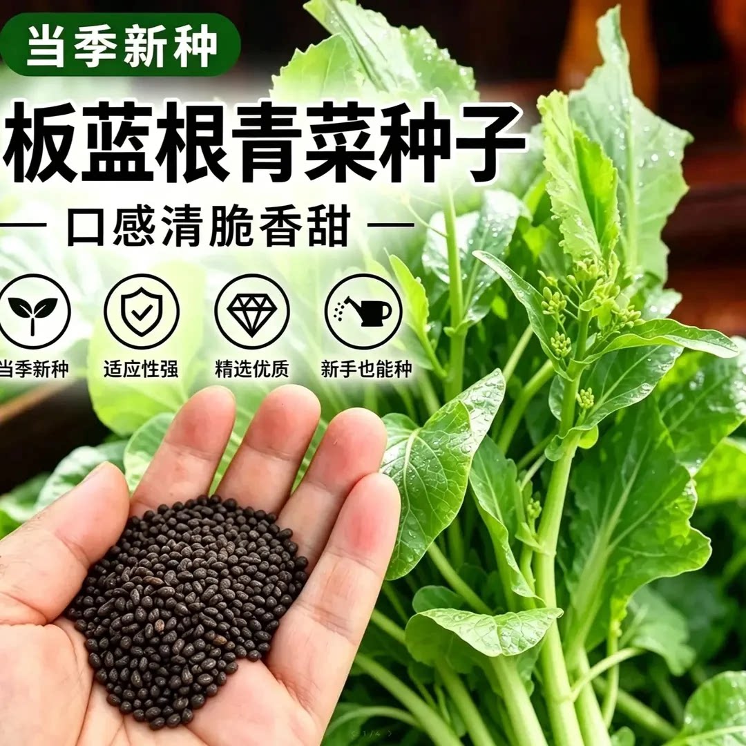 【板蓝根青菜种子】油苔菜种籽春夏秋四季种植蔬菜种孑HF
