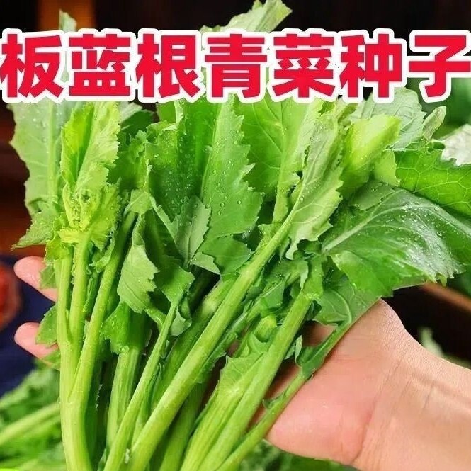 【板蓝根青菜种子】油苔菜种籽春夏秋四季种植蔬菜种孑CJ
