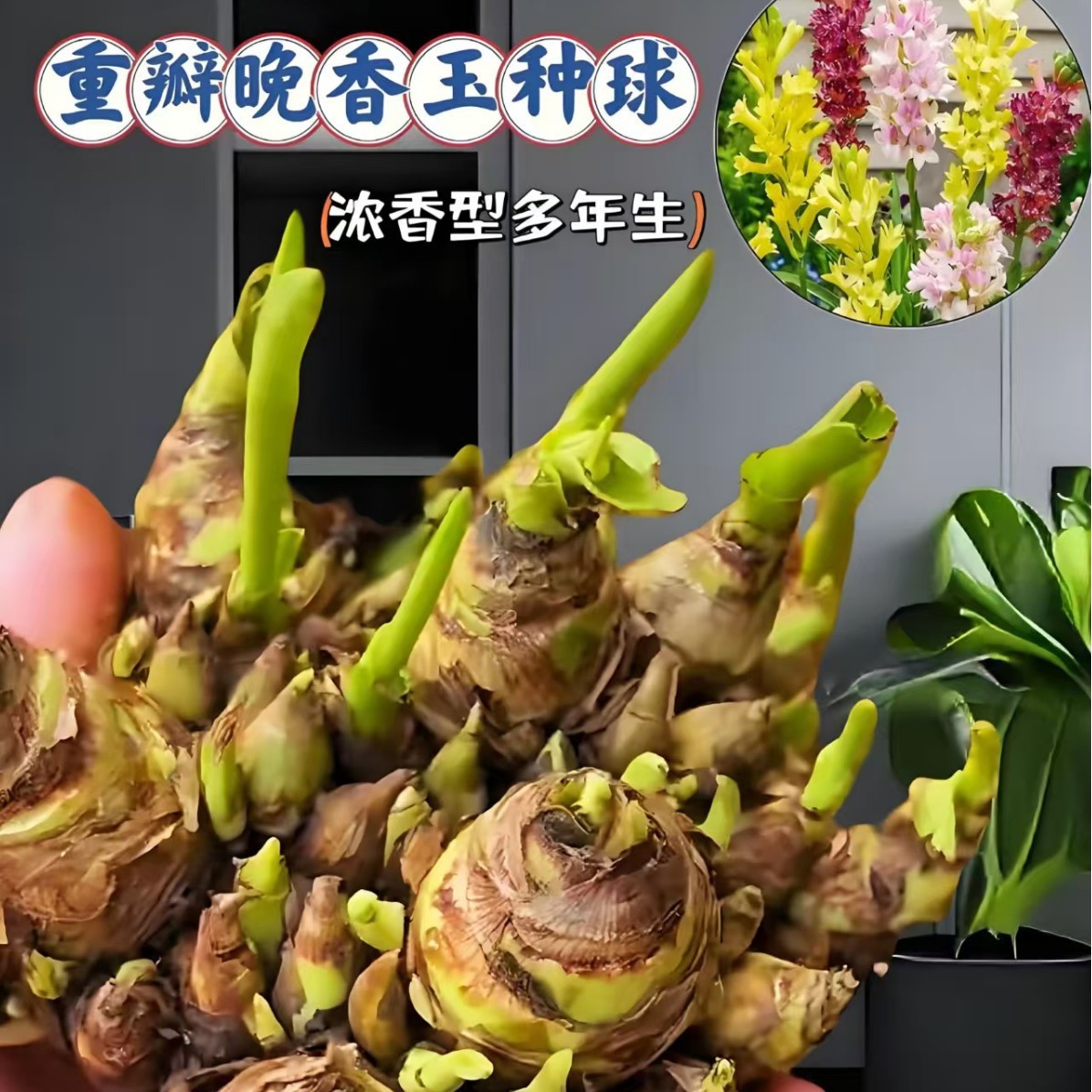 【重瓣浓香型】重瓣晚香玉种球花卉庭院阳台盆栽XZ