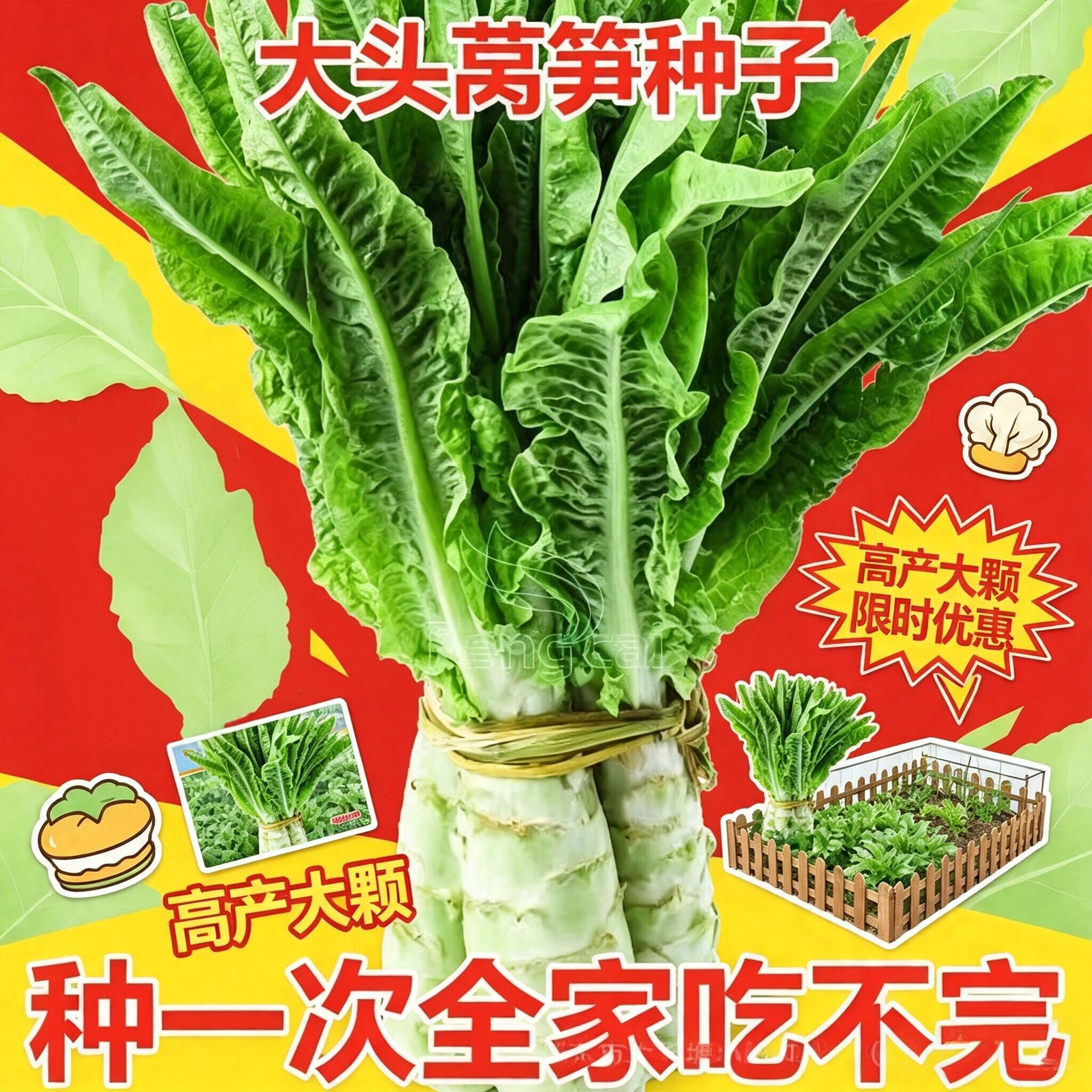 【下单立减50】高产大头莴笋种子四季易种蔬菜种子家庭阳台种植CJ