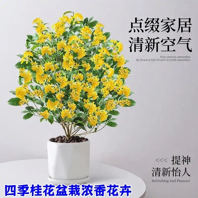 【新手可种】桂花盆栽四季桂树苗浓香型室内庭院WJ