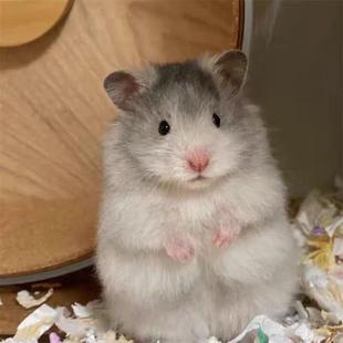 家养近人长毛大体宠上熊幼仓鼠手蜜色温顺金丝熊稀有活宠波利好公