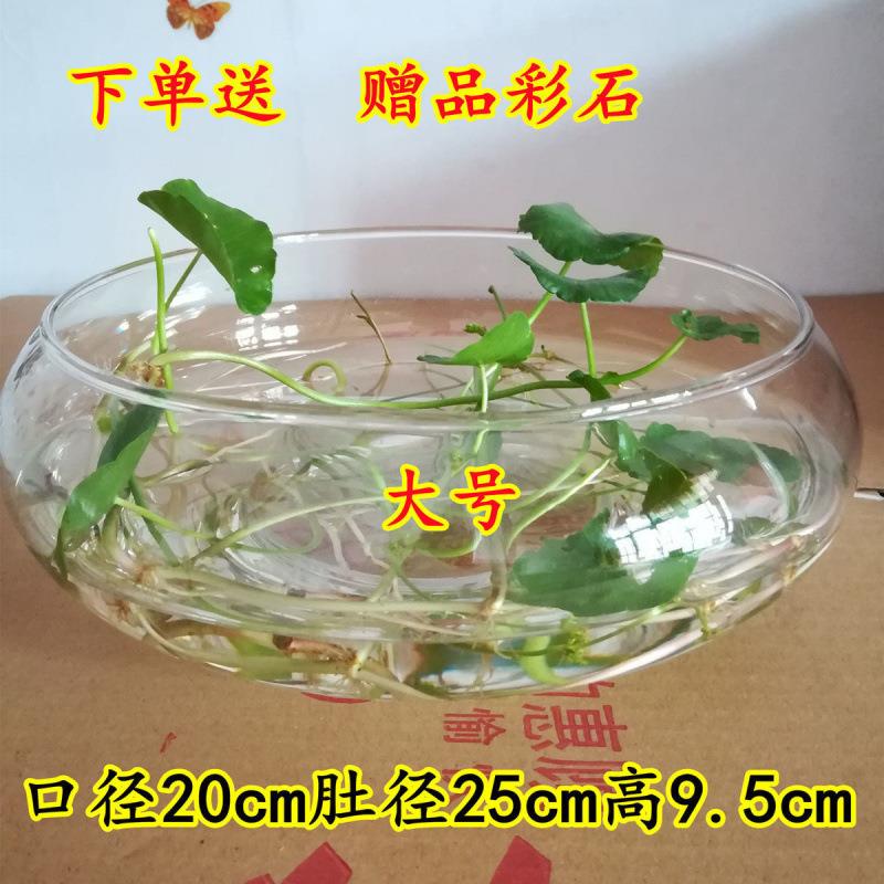 水培花盆铜钱草草水培植物新款加厚水仙碗莲盆栽绿植养花瓶鱼缸