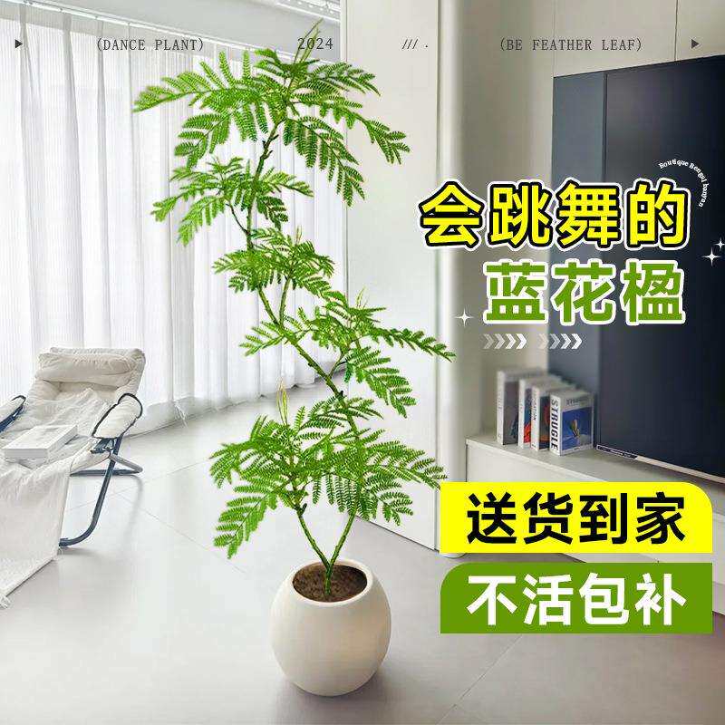 蓝花楹绿植客厅大型植物盆栽室内四季好养落地真花景观造景吸甲醛
