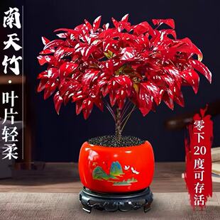 火焰南天竹盆栽冬季耐寒红叶绿植室内外客厅阳台四季好养植物盆景
