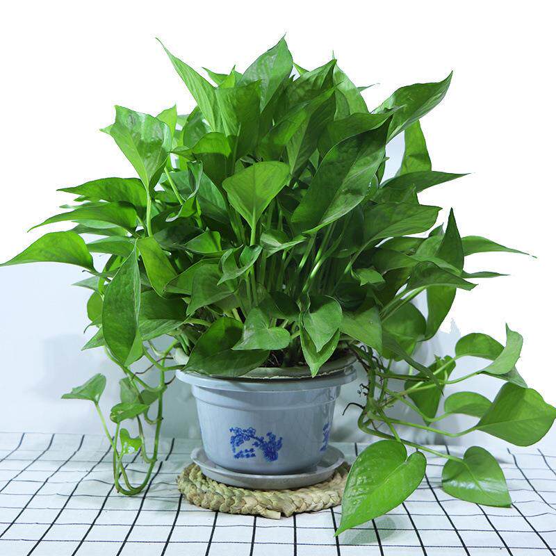 绿萝盆栽室内绿植绿箩绿植吊兰吸甲醛植物净化空气绿萝水培花卉