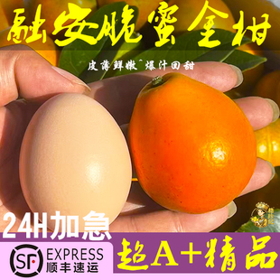 正宗广西融安第三代脆蜜金柑金桔纯甜无籽大果新鲜采摘顺丰包邮