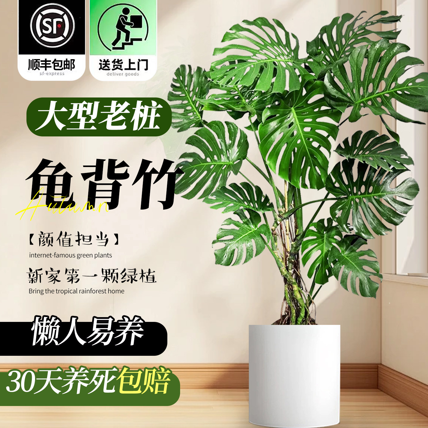 龟背竹客厅大盆栽开背大叶老桩大型落地大绿植物高端大气净化空气