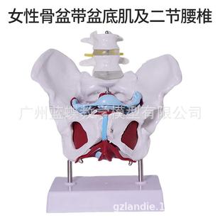女性骨盆及盆底肌模型子宫模型盆骨模型分娩教学模型助产模型