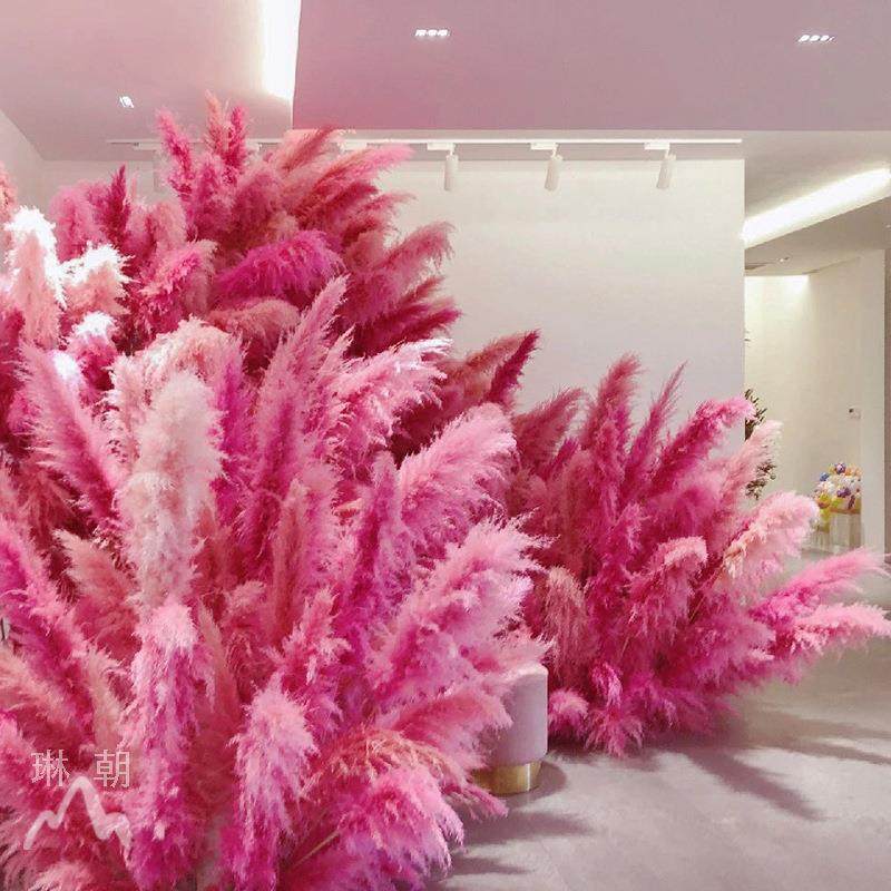 粉色芦苇干花网红景观花束婚庆商场橱窗装饰红色芦苇花室内外造景,农用物资,其他肥料,淘宝优惠券,粉丝福利购,淘宝优惠卷