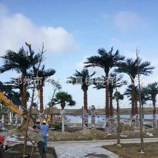 定做仿真棕榈树室内外人造扇葵树华盛顿椰子树装饰新款海藻