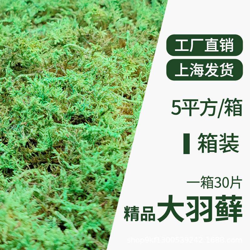 永生苔藓大羽藓植物墙室内植物造景环境装饰人造苔藓绿植苔藓草坪