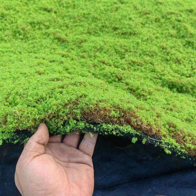 仿真枯枝苔藓椰丝曲丝苔藓防掉毛苔藓木屑苔藓造型室内装饰