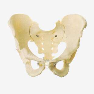 男性骨盆模型A11127