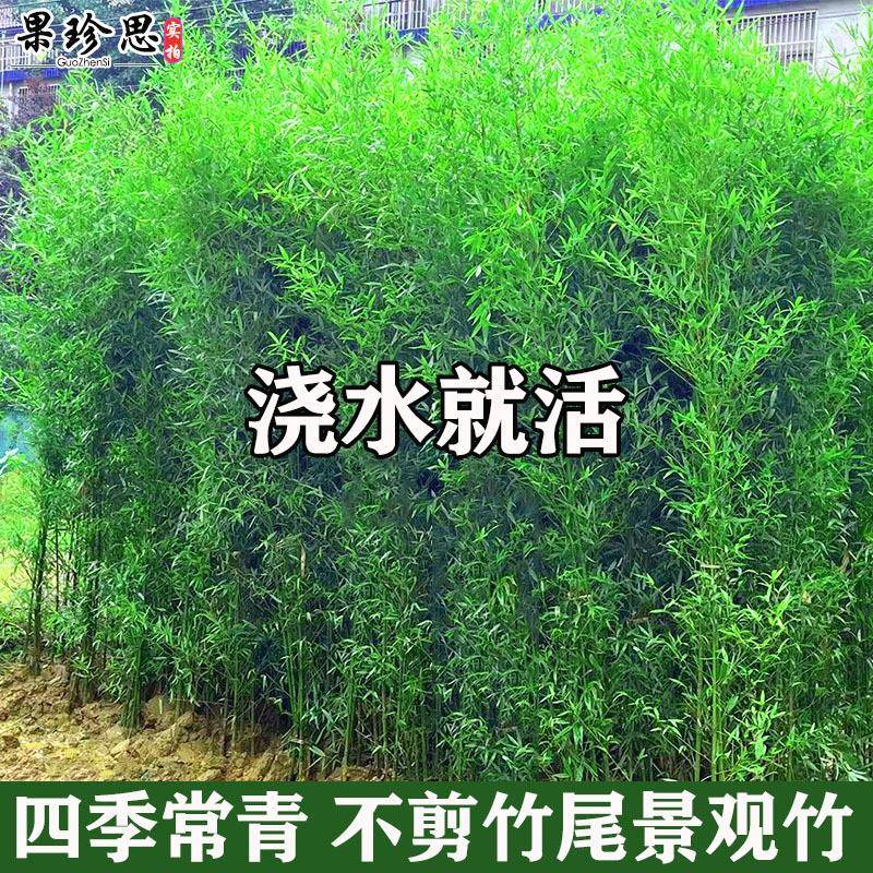 耐寒观赏竹子苗庭院四季青名贵竹子盆栽室内紫竹苗景观绿罗汉金竹