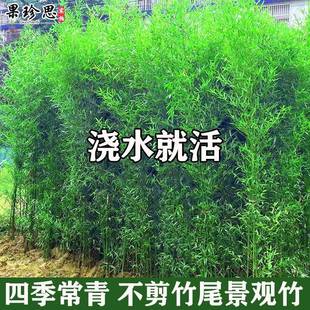 耐寒观赏竹子苗庭院四季青名贵竹子盆栽室内紫竹苗景观绿罗汉金竹