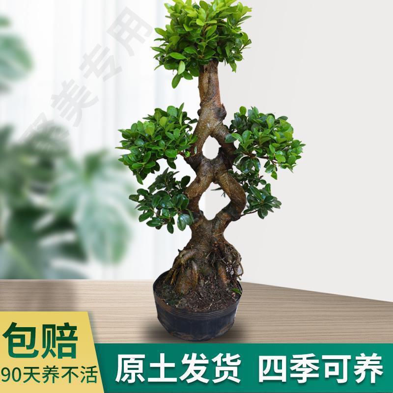 大型榕树盆景S弯型8字金钱榕树盆栽造型树桩室内净化空气绿植花卉