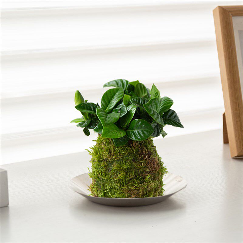 白云植物栀子花苔藓球苔玉盆栽办公室内水培植物客厅茶几桌面绿植