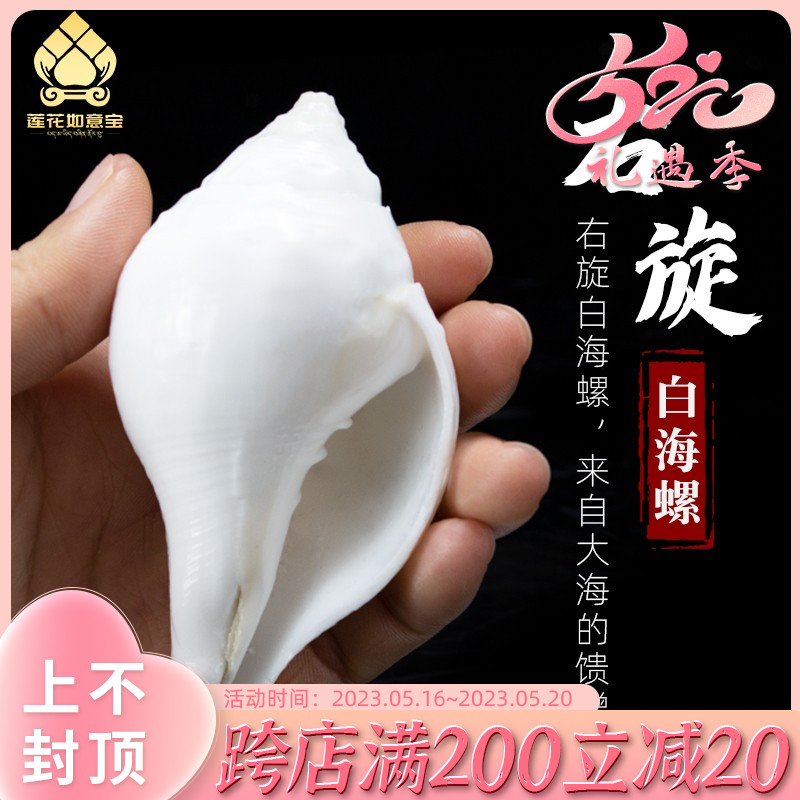 藏传用品右旋海螺七供八供白海螺尼泊尔进口家居室内藏式摆件法器