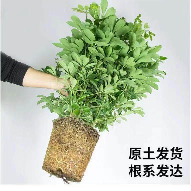 大型室鸭内客盆栽花卉八733财方来鸭脚木绿植厅七叶莲发财树掌木