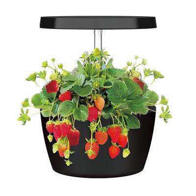 IGS-01SE智能水培种植机室内阳台种植花卉水培机植物生长机植物机