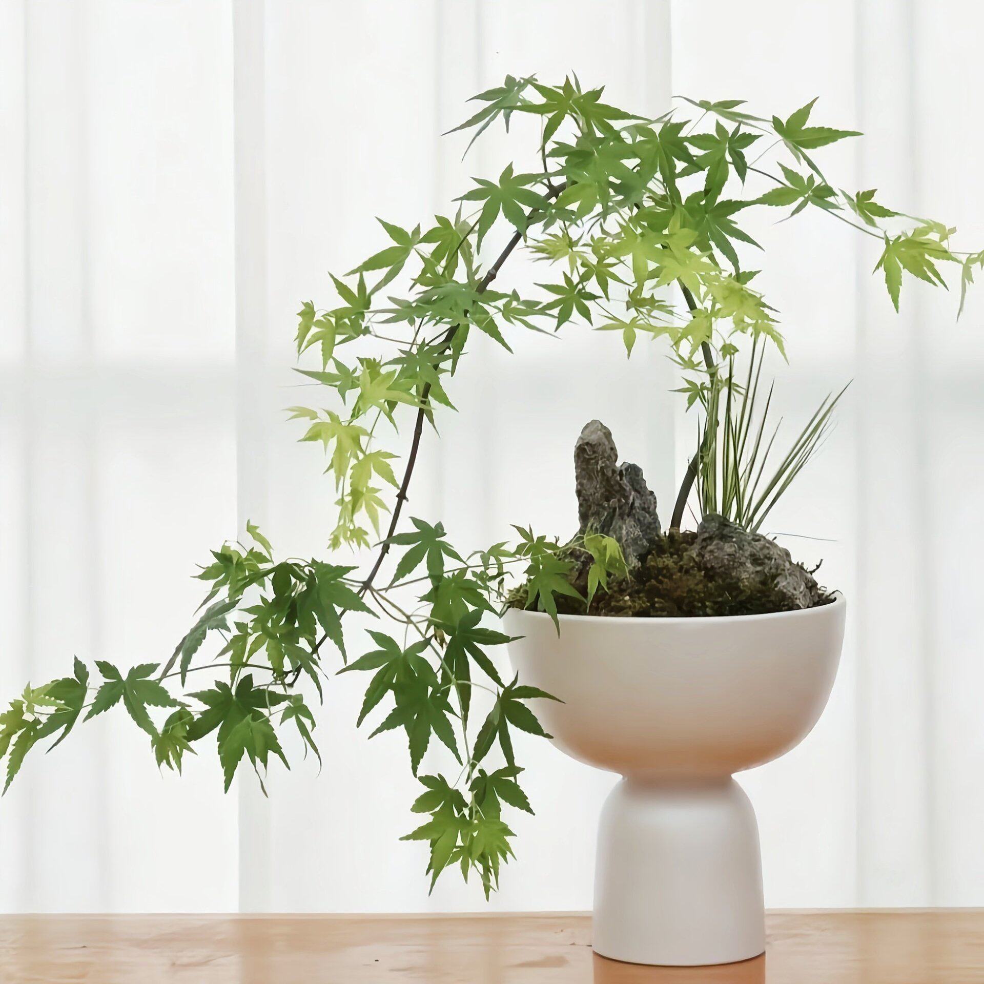欧式新款网红阳台陶瓷花盆北欧室内创意个性蝴蝶兰花盆