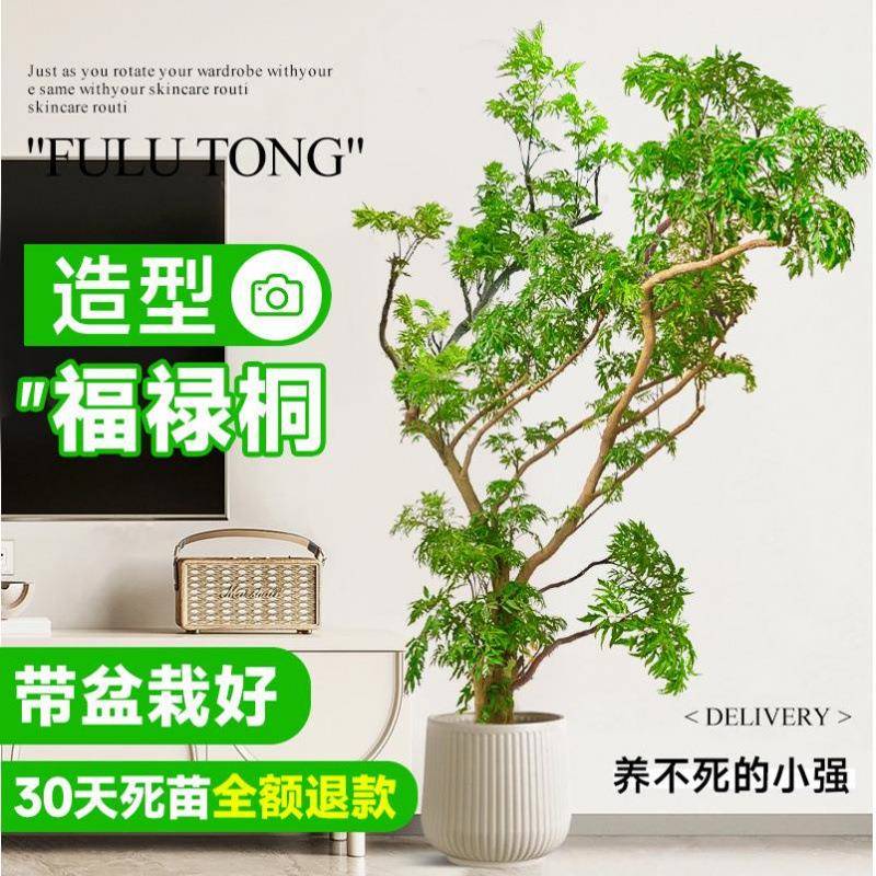 羽叶福禄桐盆栽大型绿植室内客厅落地金钱兜盆景造型圆叶禄植真树