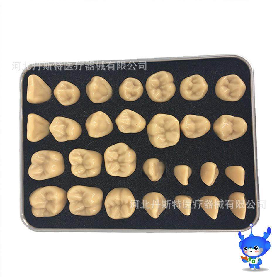 2倍标准雕刻模型雕牙模型对照模型牙齿模型