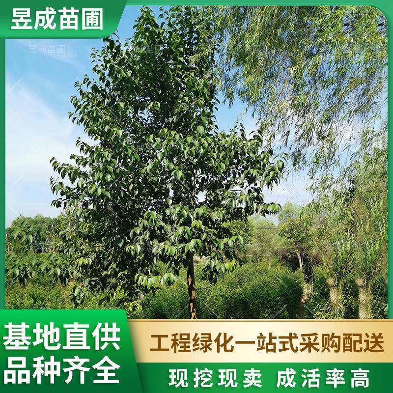 大叶女贞四季常青耐寒庭院围墙绿篱树道路景观行道树园林绿化苗木