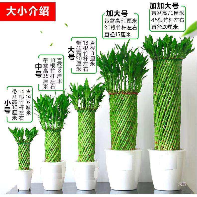 水养竹子带根水培植物办公室内创意花卉编织富贵竹客厅盆栽小盆景