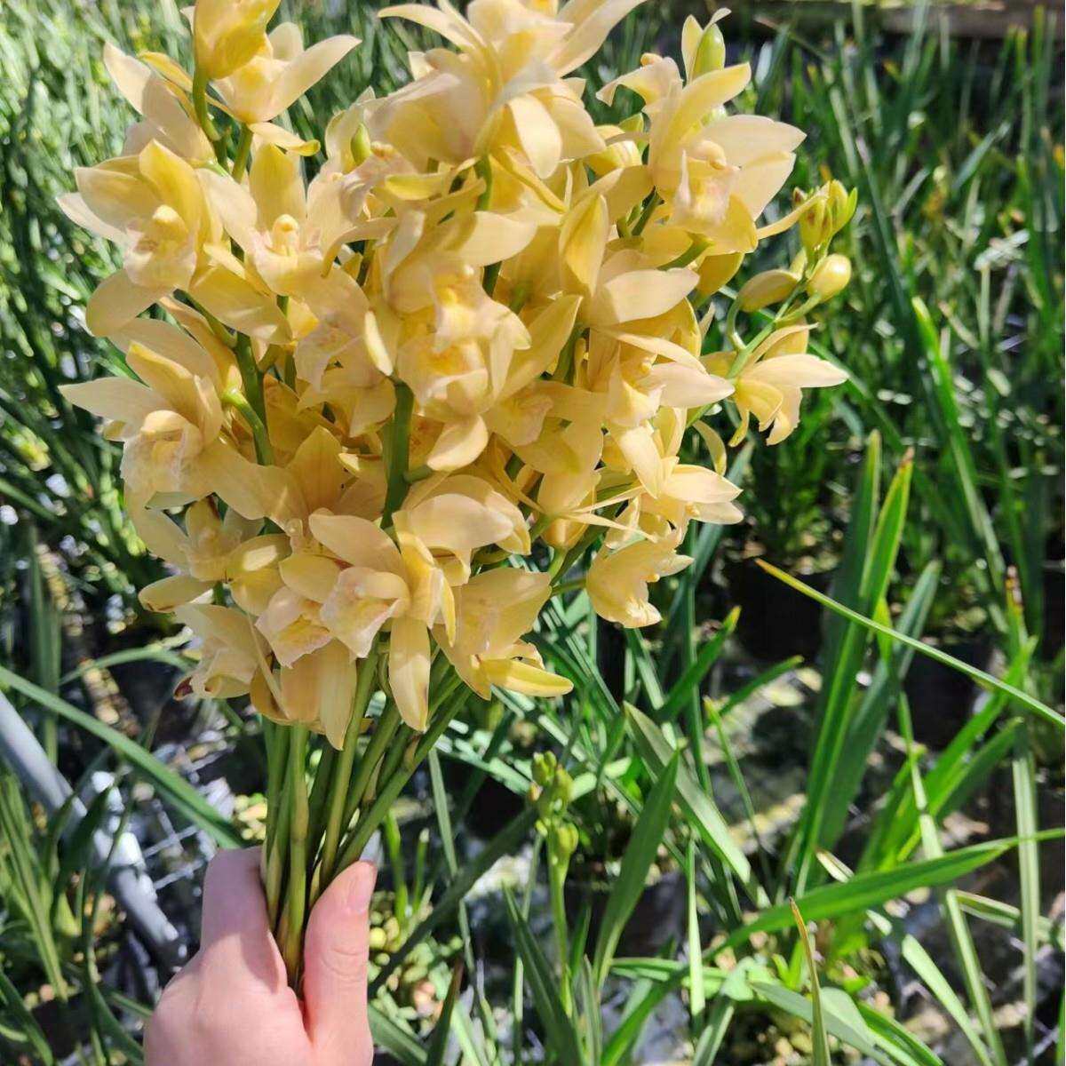 素芭蕾素箭墨兰花香浓郁 花卉盆栽绿植易成活