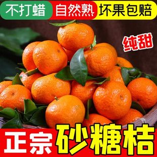 正宗广西砂糖橘新鲜水果当季现摘蜜桔金秋沙糖桔橘子贡柑整箱包邮