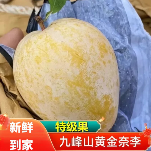 广东韶关现摘纯甜冰糖李包邮