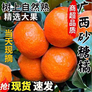 广西桂林砂糖橘沙糖桔子当季 价 新鲜水果橘子正宗纯甜多汁 秒杀