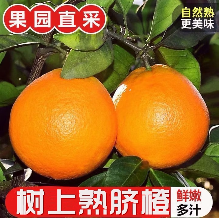 正宗新鲜脐橙现摘当季鲜甜包邮
