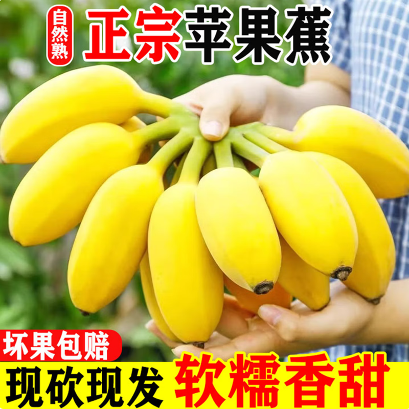 广西苹果蕉新鲜现摘当季水果香蕉芭蕉粉蕉皇帝蕉一级果整箱包邮顺