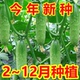 甜脆水果黄瓜种子摘不败节节瓜地栽阳台盆栽高产播种蔬菜种子xp