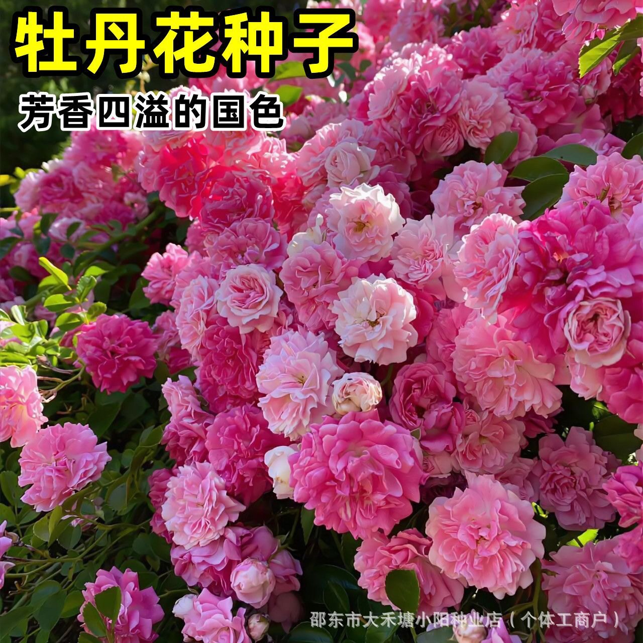【缠枝牡丹花种子】家庭阳台小院四季种植盆栽地栽易种易活zy