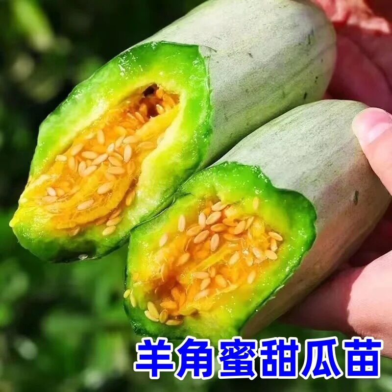 羊角蜜苗带土发货羊角蜜种苗羊角蜜甜瓜苗种苗秧薄皮酥脆瓜苗zy4