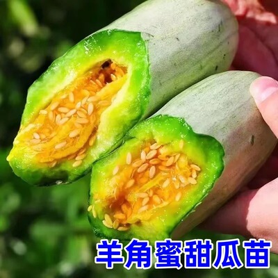羊角蜜苗带土发货羊角蜜种苗羊角蜜甜瓜苗种苗秧薄皮酥脆瓜苗zy4